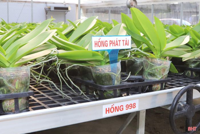 Nhờ áp dụng các kỹ thuật trồng và chăm sóc phù hợp, các gốc lan tại Công ty TNHH Trí Đức Hà Tĩnh đang sinh trưởng tốt, nhiều cây đã phát triển ngồng hoa.