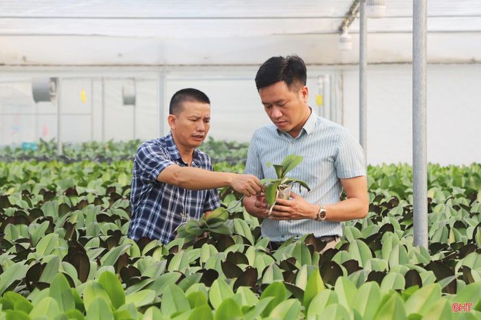 Anh Phạm Văn Huy (bên trái) - Giám đốc Công ty TNHH Trí Đức Hà Tĩnh cho biết: “Để mỗi chậu lan khi đến tay khách hàng có dáng đẹp, hoa bền và phù hợp với không gian ngày Tết, chúng tôi phải theo dõi, điều chỉnh quá trình chăm sóc hằng ngày. Chúng tôi kỳ vọng lan Tết năm 2027 sẽ tiếp tục được khách hàng đón nhận, qua đó tạo động lực để doanh nghiệp mở rộng sản xuất, nâng cao chất lượng và đưa sản phẩm đến với nhiều thị trường hơn”.