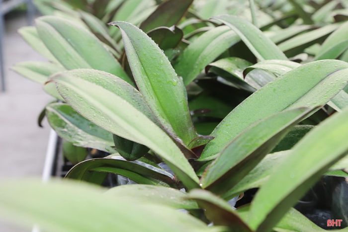 Các luống lan được tưới nước với lượng vừa phải, duy trì độ ẩm phù hợp để cây phát triển đồng đều.
