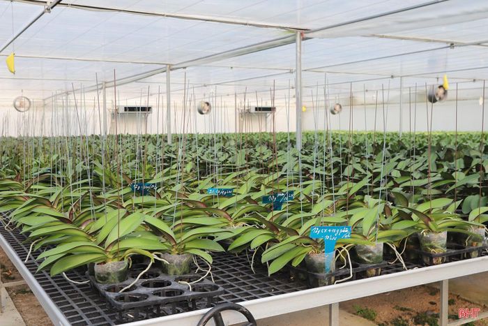Tại khu nhà lưới rộng hơn 2.500 m² của Công ty TNHH Trí Đức Hà Tĩnh ở thôn Thanh Lan, hơn 60.000 gốc lan hồ điệp đang được đơn vị chăm sóc theo quy trình kỹ thuật để phục vụ thị trường tết Nguyên đán 2027. Đây cũng là mô hình trồng lan hồ điệp lớn nhất Hà Tĩnh tính đến thời điểm này.