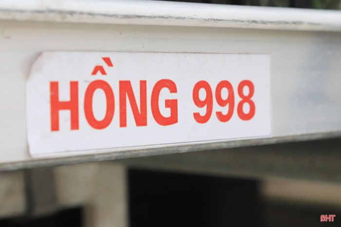 Bên cạnh những giống lan quen thuộc, năm nay, Công ty TNHH Trí Đức Hà Tĩnh đưa vào ươm thêm một số giống mới như: xanh kiwi, đỏ cherry, hồng phát tài… để đáp ứng thị hiếu ngày càng cao của khách hàng.