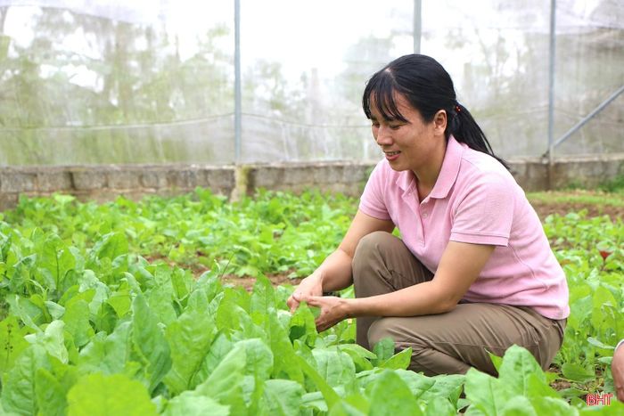Trên diện tích 400 m² nhà màng, gia đình anh Đào Xuân Phong (tổ dân phố 2, phường Hà Huy Tập) duy trì sản xuất các loại rau theo mùa, mang lại nguồn thu nhập khá ổn định.