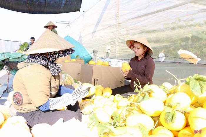 Gia đình anh Hà đang tập trung đẩy nhanh thu hoạch lứa dưa cuối cùng của vụ thứ hai trong năm trước khi có mưa lớn.