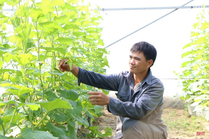 Anh Nguyễn Văn Trường, thôn Thanh Vĩnh (xã Thạch Lạc) luôn theo dõi diễn biến thời tiết để có phương án bảo vệ an toàn cho nhà màng và vườn dưa lưới.