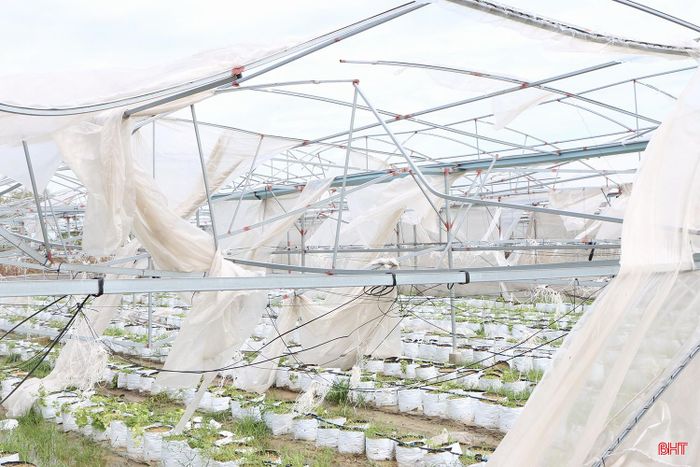 Sau 2 cơn bão lịch sử số 10 và 11 xảy ra vào năm 2025, khoảng 27.000 m² nhà màng trên địa bàn tỉnh bị hư hỏng nặng, buộc nhiều cơ sở phải tạm dừng sản xuất. Ảnh tư liệu