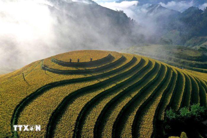 Mù Cang Chải như những dải lụa vàng trong lớp sương mù bảng lảng. (Ảnh: Tuấn Anh/TTXVN)
