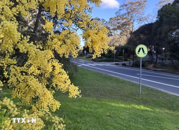 Hoa keo vàng (Golden Wattle), quốc hoa của Australia, là một trong những loài hoa nở sớm nhất, bao hiệu thời điểm bước sang mùa Xuân ấm áp. (Ảnh: Lê Đạt/TTXVN)