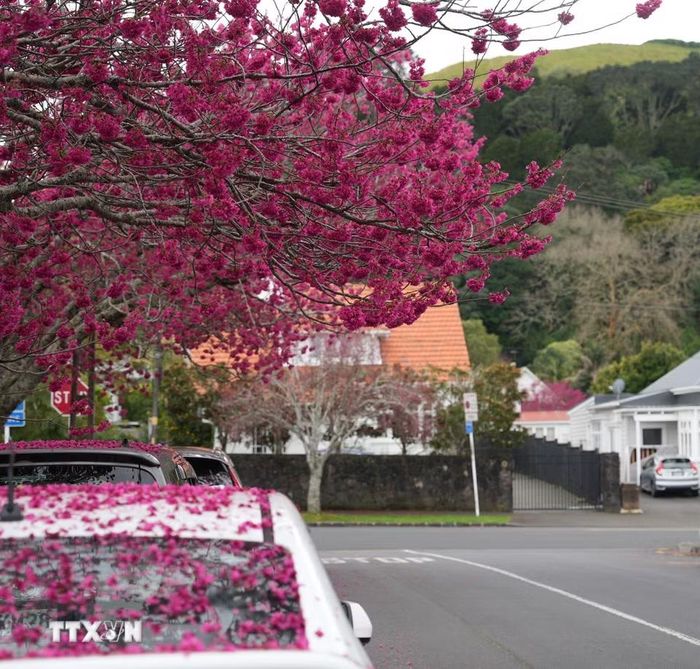 Hoa đào nở rộ trên một con phố tại Australia. (Ảnh: Lê Đạt/TTXVN)