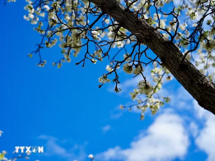Một cành hoa lê trên một con phố ở Sydney. (Ảnh: Lê Đạt/TTXVN)