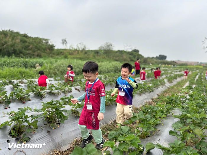 Không gian ven sông được tổ chức thành hoạt động trải nghiệm nông nghiệp. (Ảnh: CTV/Vietnam+)
