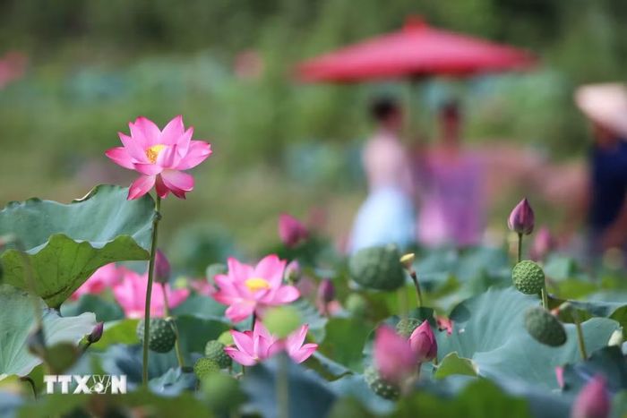 Hoa sen nở rộ vào mùa Thu. (Ảnh: Trần Lê Lâm/TTXVN)