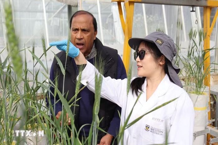 Phạm Thị Thanh Huyền đang là nghiên cứu sinh tại Đại học Tây Australia (UWA). Nghiên cứu của chị tập trung vào rhizosheath - lớp đất bám quanh rễ, nhằm tìm hiểu khả năng thích nghi của cây lúa mỳ với điều kiện đất chua và khô hạn. (Ảnh: Trung Trang/TTXVN)