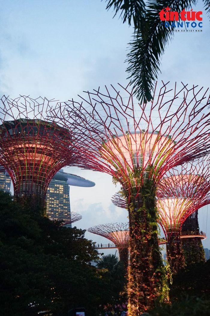 Từ trên cao, khu rừng Supertree mở ra giữa không gian đô thị hiện đại của Singapore.