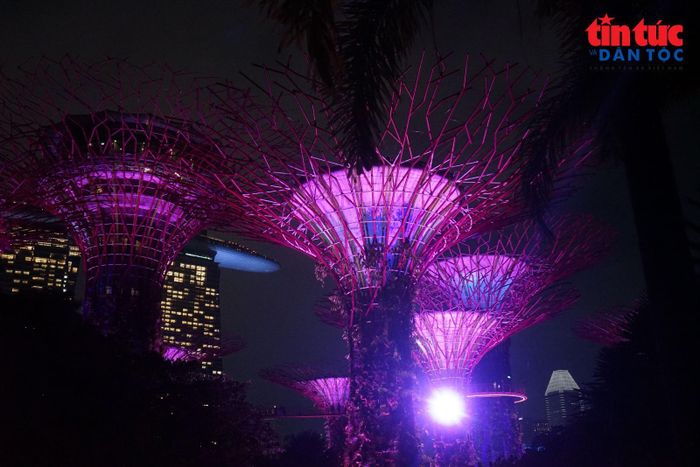 Khu rừng Supertree thay đổi diện mạo theo từng thời điểm trong ngày, từ khu vườn xanh mát ban ngày đến sân khấu ánh sáng khi đêm xuống.