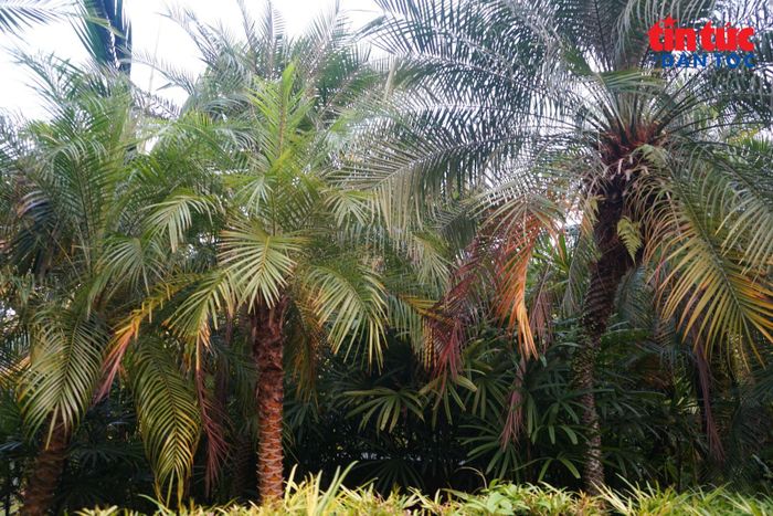 Nhiền vườn cây nhỏ đan xen trong không gian công viên Garden by the Bay.