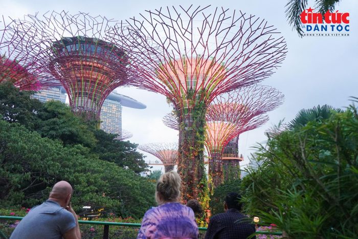 Những “siêu cây” bắt đầu phát sáng khi màn đêm buông xuống, biến Supertree Grove thành không gian nghệ thuật ngoài trời.
