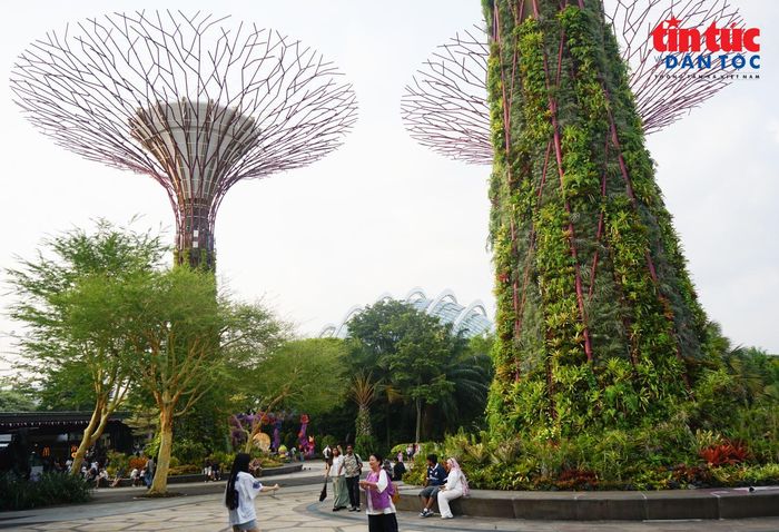 Du khách tìm kiếm những góc chụp ấn tượng dưới chân các “siêu cây” tại khu rừng Supertree.
