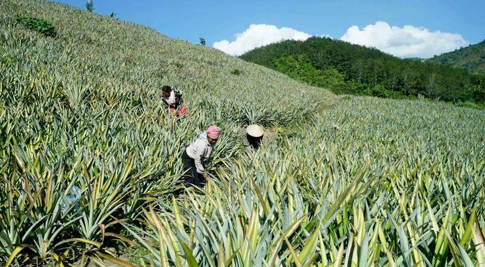 Vùng chuyên canh dứa ở xã Na Sang. Ảnh: TTXVN phát