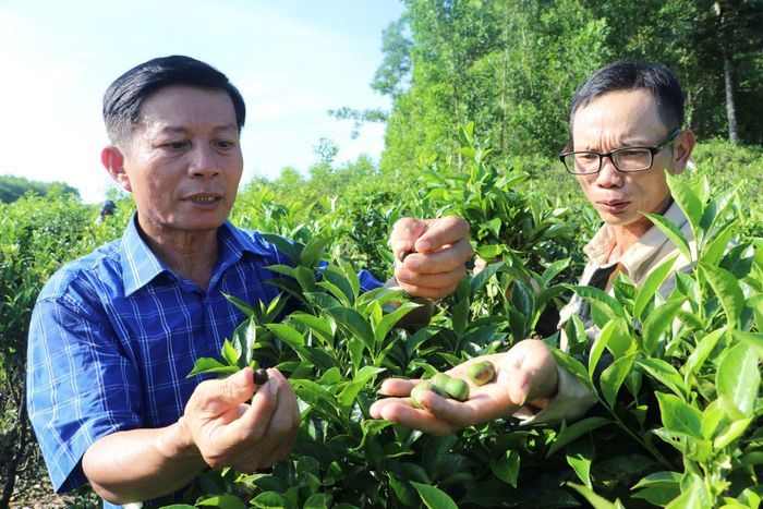 Theo người dân địa phương, tháng 8 âm lịch hàng năm, người dân dùng những quả chè già để ươm cây.