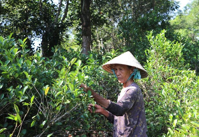 Nhờ hái chè nên những người lớn tuổi có thu nhập ổn định.