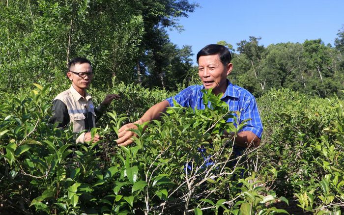 Những vườn chè xanh tại Lộc Thanh có chiều cao khoảng 1,5m nhờ được cắt tỉa cẩn thận.