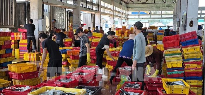 Ngư dân buôn bán hải sản tại cảng cá Quy Nhơn. Ảnh: Đình Quân - TTXVN