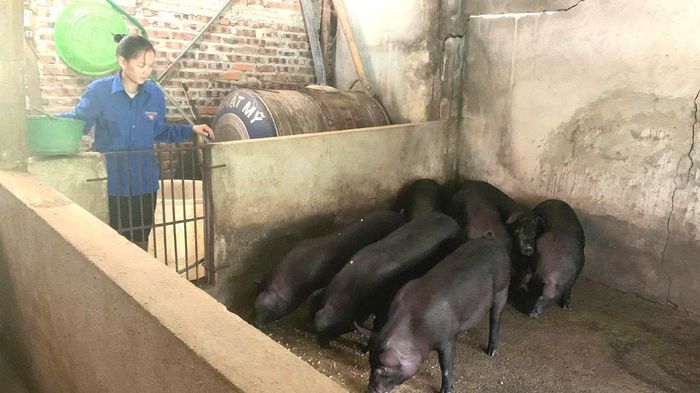 Chị Lù Thị Quyết chăm sóc đàn lợn của gia đình