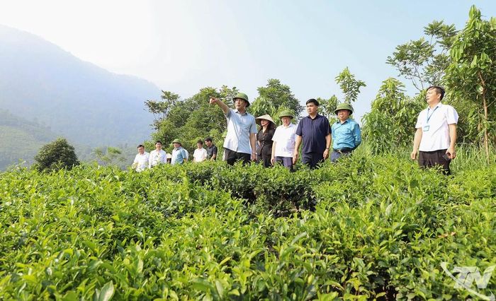 Kinh tế của khu vực AYK Định Hóa hiện vẫn chủ yếu dựa vào nông nghiệp và lâm nghiệp