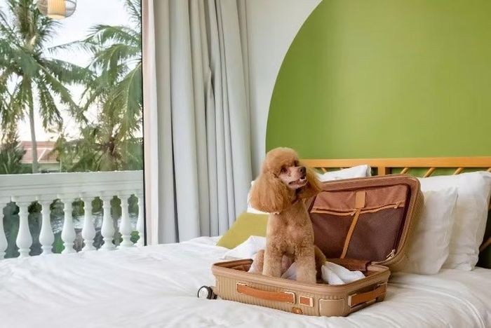  Hội An được Agoda đưa vào Top 6 điểm đến ít được biết đến tại châu Á dành cho du khách đi cùng thú cưng, nhờ khu phố cổ thuận tiện đi bộ, những tuyến đường ven sông và các dịch vụ phù hợp với nhóm du khách này 