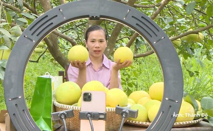 Những phiên livestream bán hàng kéo dài hàng giờ đồng hồ ngay dưới tán bưởi xanh mát.