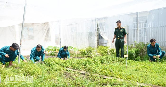 Cán bộ, chiến sĩ Ban Chỉ huy Quân sự xã Tân Hội chăm sóc vườn rau. Ảnh: MI NI