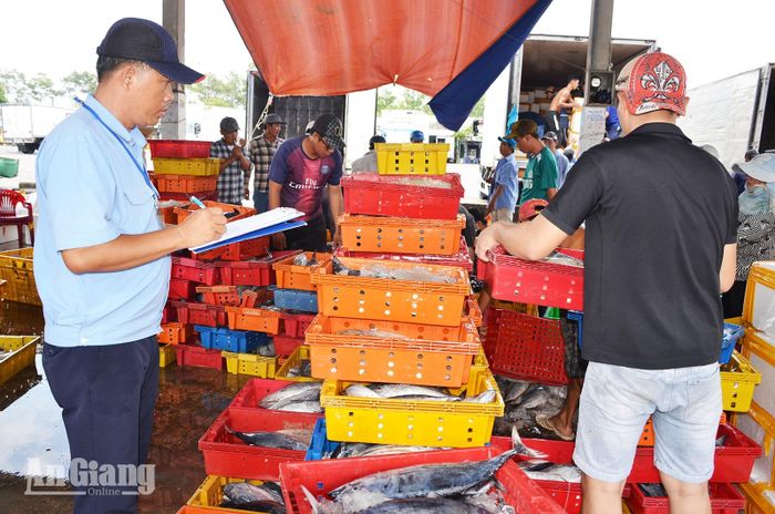 Nhân viên Cảng cá thực hiện giám sát sản lượng thủy sản tại Cảng cá Tắc Cậu.