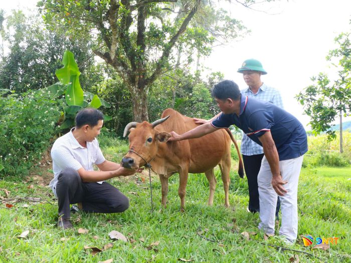 Ban Công tác Mặt trận thôn Dương Hòa thường xuyên thăm hỏi, nắm tình hình hộ ông Lê Văn Sáng sau khi được hỗ trợ bò sinh kế. Ảnh: THÚY HIỀN