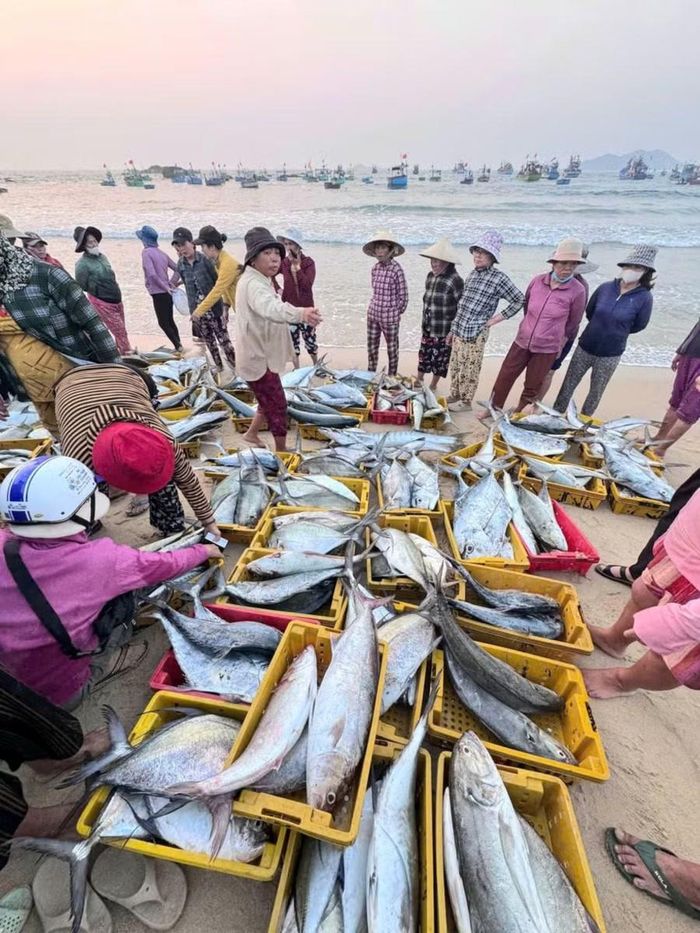Ngư dân đưa hải sản lên khu vực biển thôn Xuân Thạnh (xã Phù Mỹ Đông) để tiêu thụ. Ảnh: N.T