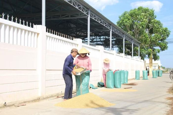  Giá lúa đang ở mức thấp, trong khi chi phí sản xuất còn cao khiến nông dân trồng lúa khó có lãi. Ảnh: T.Lợi 