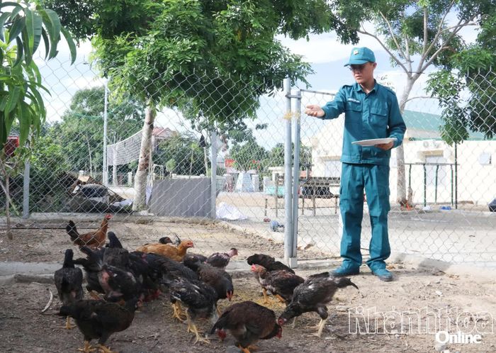 Chiến sĩ chăm sóc đàn gà của đơn vị.