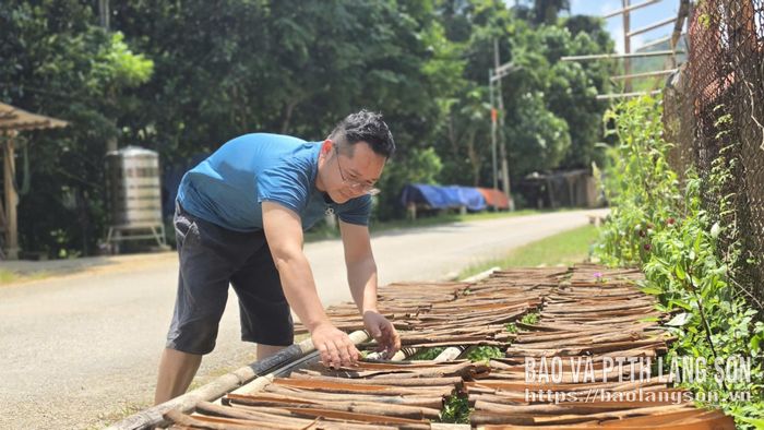 Người dân thôn Vằng Mần phơi vỏ quế thu được từ những cây khai thác tỉa thưa