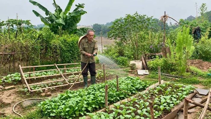 Từ lúc xuống giống đến ngày thu hoạch, mỗi luống rau đều được chăm chút bằng mồ hôi và công sức. Với người dân vùng bãi, một vụ mùa thuận lợi là niềm vui, nhưng cũng là sự đánh đổi của những ngày dài ngoài bãi (trong ảnh, bác Thi ở tổ dân phố Hồng Hà 2 chăm sóc rau).
