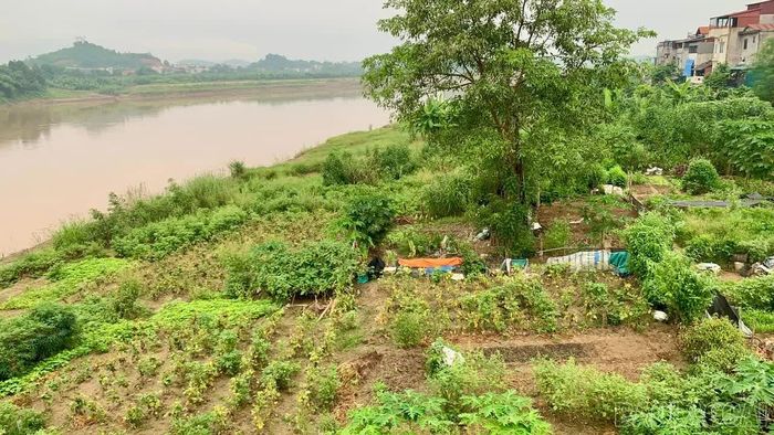 Sông Hồng không chỉ mang theo phù sa, bồi đắp nên những bãi đất màu mỡ, mà còn nuôi dưỡng cuộc sống của nhiều thế hệ nông dân ven sông. Trên những soi đất ấy, những mùa mưu sinh cứ nối tiếp nhau, mang theo những hy vọng về những vụ mùa đủ đầy.