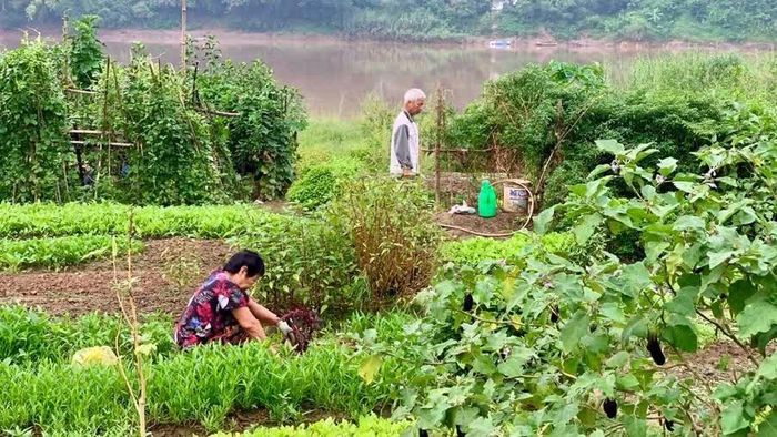 Mùa thu hoạch trên bãi bồi thường mang một nhịp điệu khẩn trương. Người nông dân không chỉ chạy đua với thời gian để đưa nông sản ra thị trường mà đôi khi còn phải chạy đua với những đợt nước lên bất ngờ.