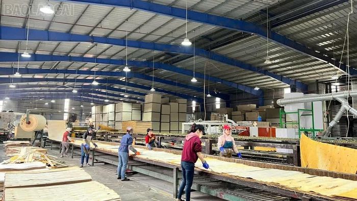 Giảm thuế sẽ tạo áp lực nhất định cho ngành thuế khi thực hiện nhiệm vụ thu ngân sách Nhà nước.
