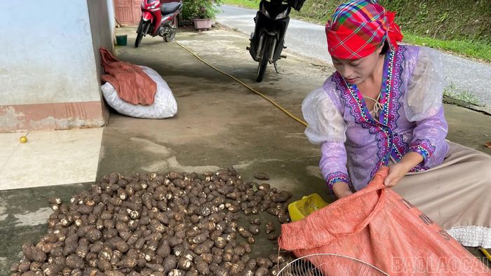 Chị Sùng Thị Pàng đóng gói khoai sọ nương để gửi cho khách hàng đặt hàng qua sàn giao dịch điện tử.