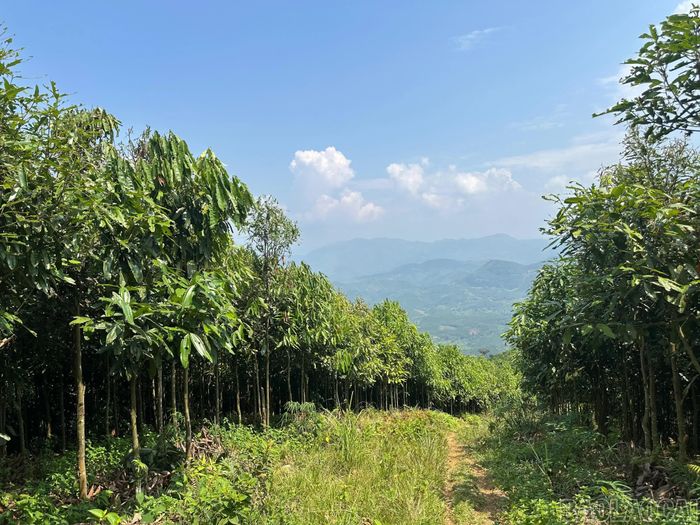 Xã Xuân Hòa hiện có hơn 4.000 ha quế.
