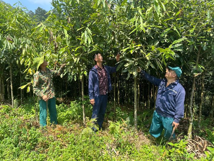 Hội Nông dân xã cùng người dân kiểm tra diện tích quế bị sâu hại.