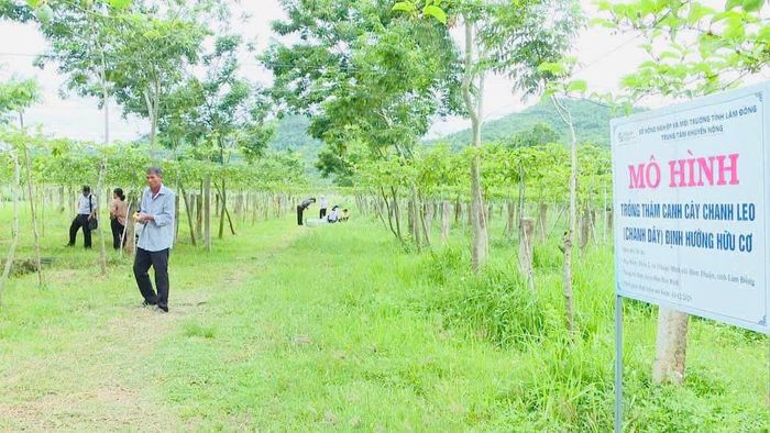 Mô hình trồng thâm canh cây chanh leo định hướng hữu cơ tại xã Hàm Thuận