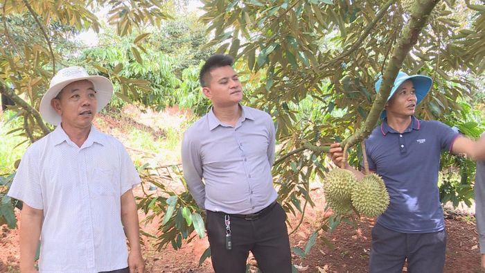 HTX sầu riêng Thành Công chuẩn bị vào vụ thu hoạch