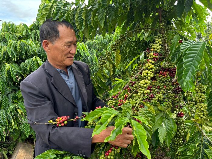Ngoài sầu riêng, HTX Thành Công còn sản xuất cà phê chất lượng cao
