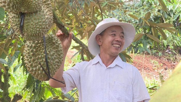 Ông Bùi Quang Tiến bên vườn sầu riêng