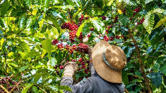 Cà phê là 1 trong 3 ngành hàng chịu ảnh hưởng của quy định EUDR