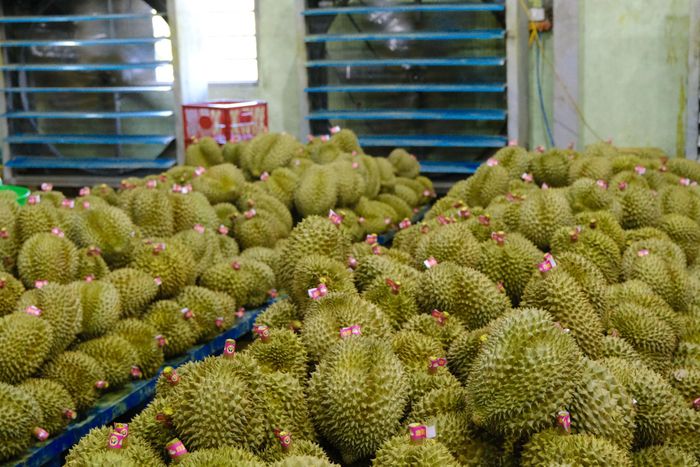 Các cơ sở đẩy mạnh thu mua và xuất khẩu sầu riêng sang thị trường Trung Quốc